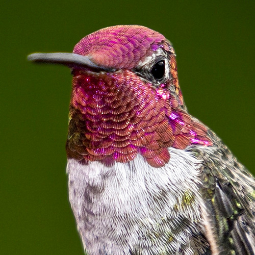 Anna's Hummingbird