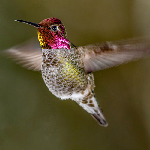 Anna's Hummingbird