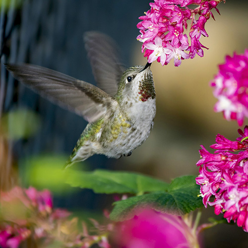 Anna's Hummingbird