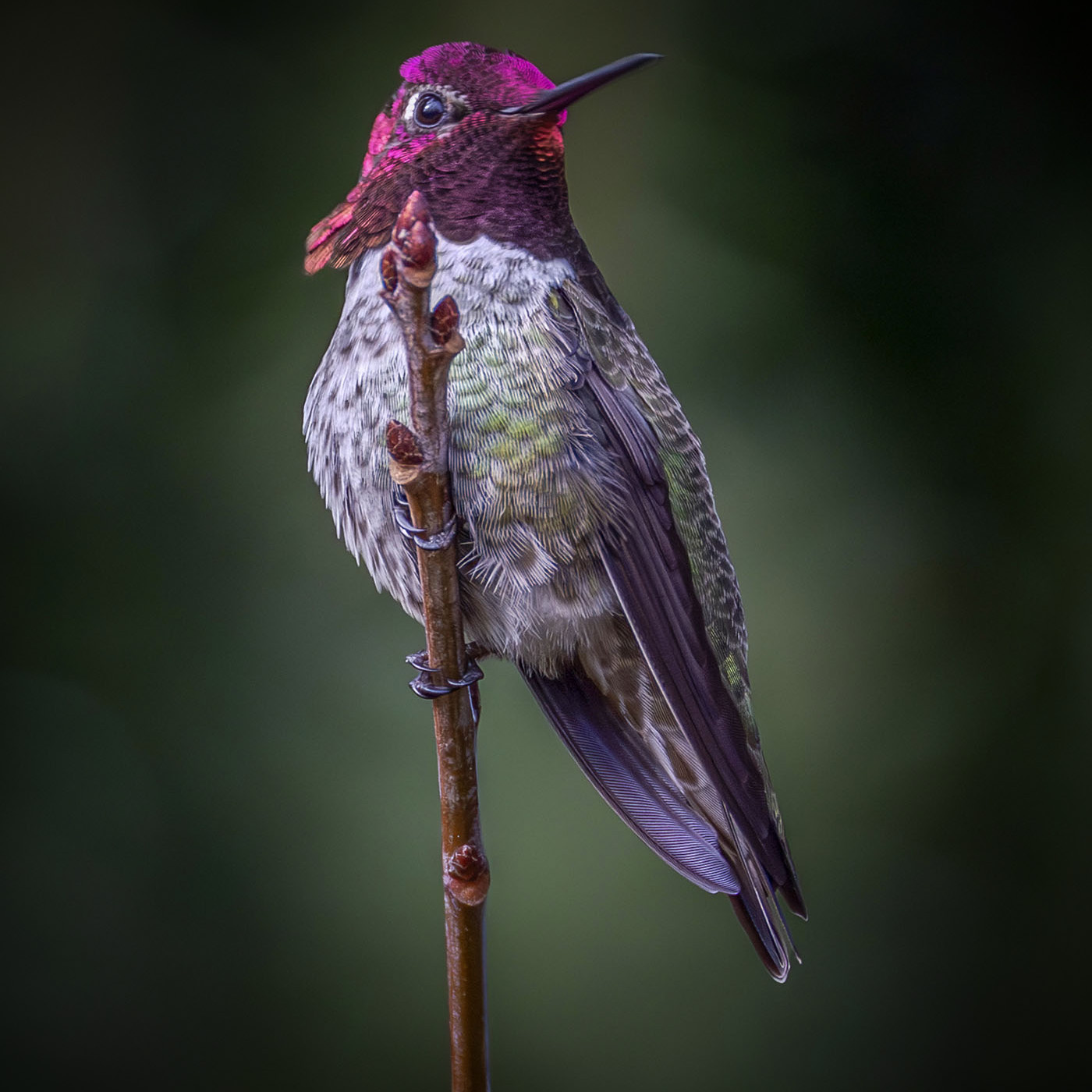 Anna's Hummingbird