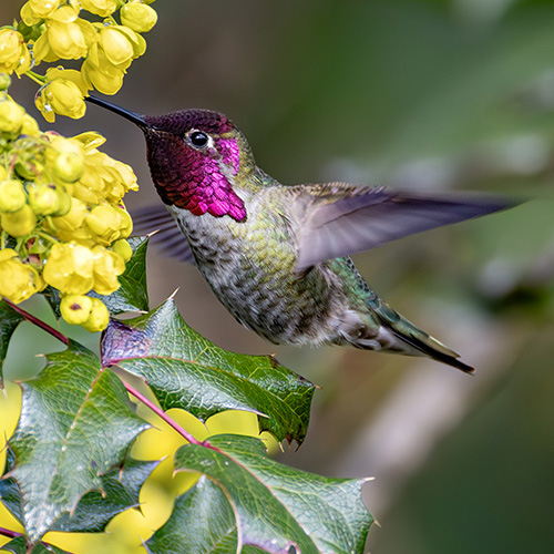 Anna's Hummingbird