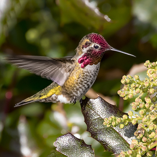 Anna's Hummingbird