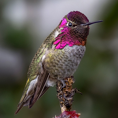 Anna's Hummingbird