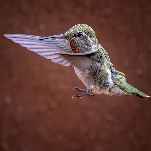 Anna's Hummingbird