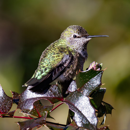 Anna's Hummingbird