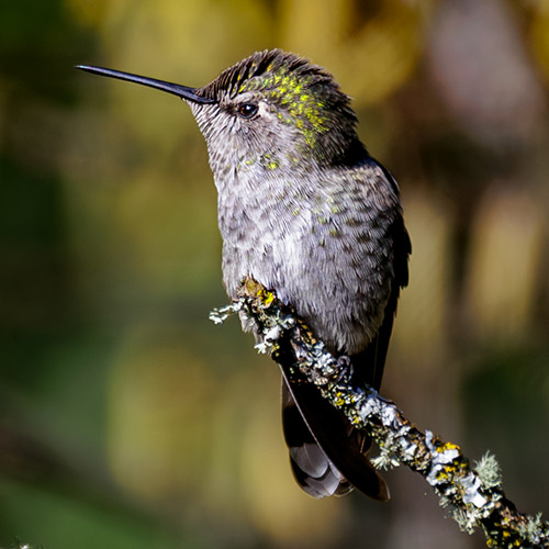 Anna's Hummingbird