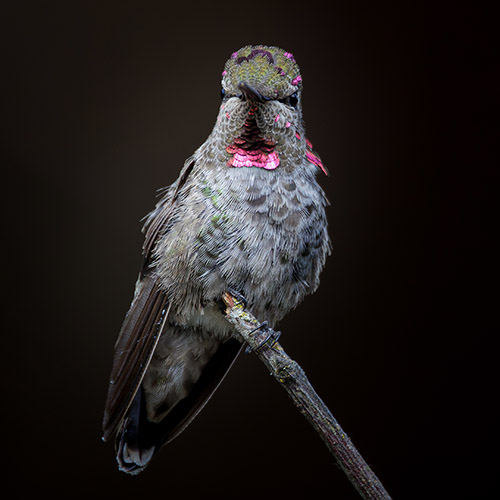 Anna's Hummingbird