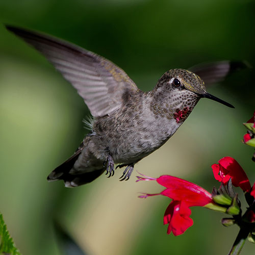 Anna's Hummingbird