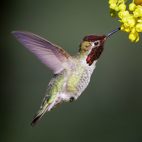 Anna's Hummingbird