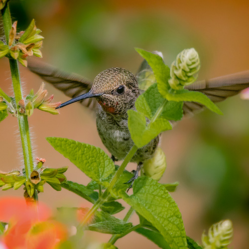 Anna's Hummingbird