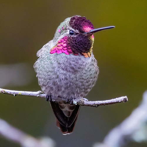 Anna's Hummingbird