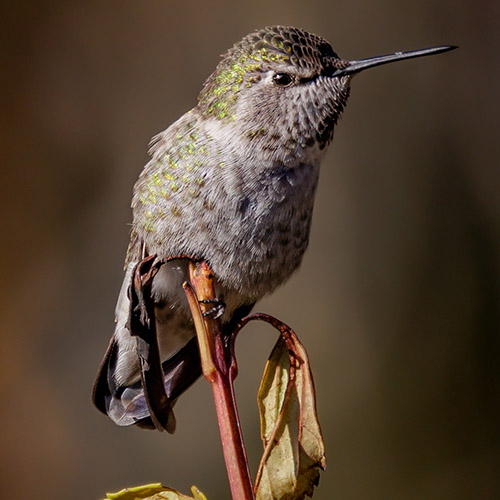 Anna's Hummingbird