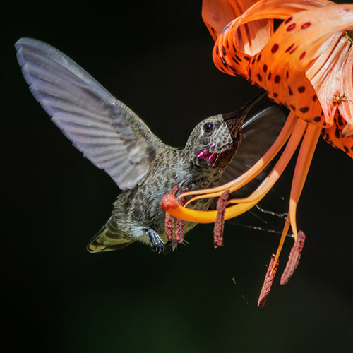 Anna's Hummingbird