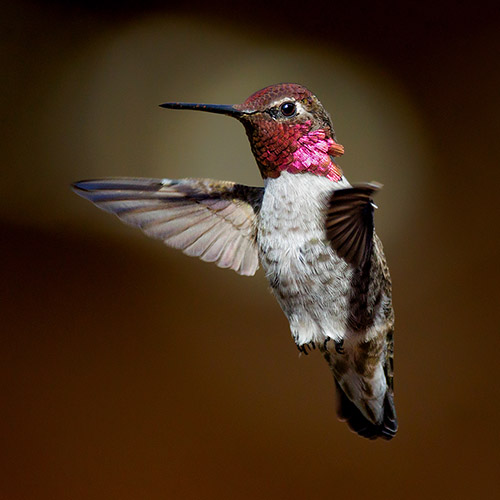 Anna's Hummingbird