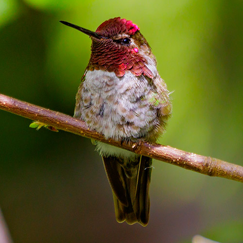 Anna's Hummingbird