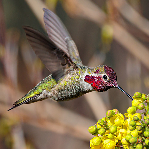 Anna's Hummingbird