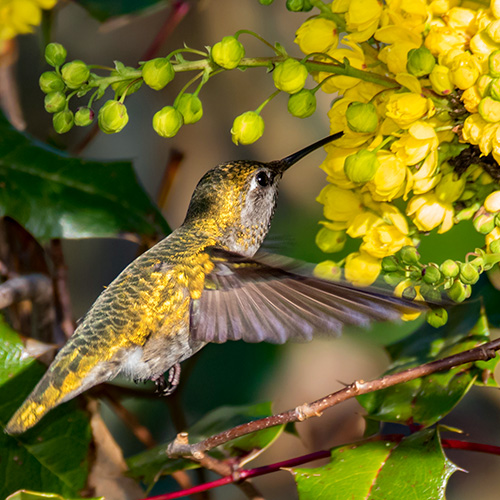 Anna's Hummingbird