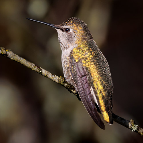 Anna's Hummingbird