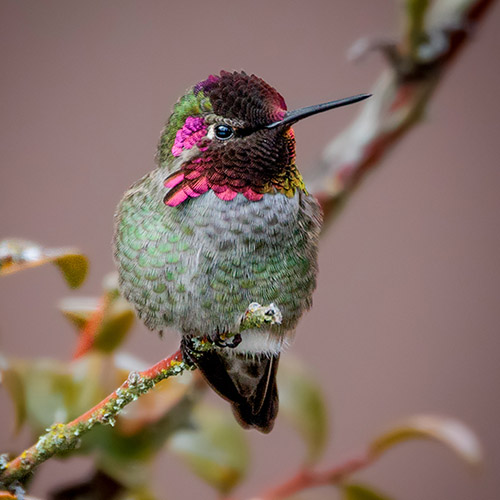 Anna's Hummingbird