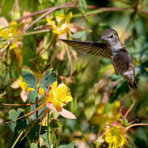 Anna's Hummingbird