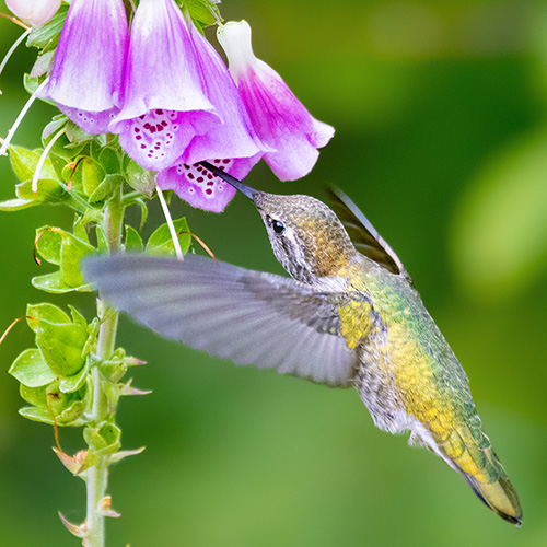 Anna's Hummingbird