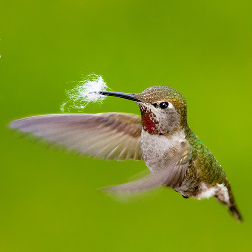 Anna's Hummingbird