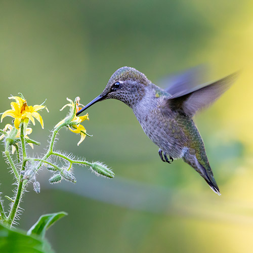 Anna's Hummingbird