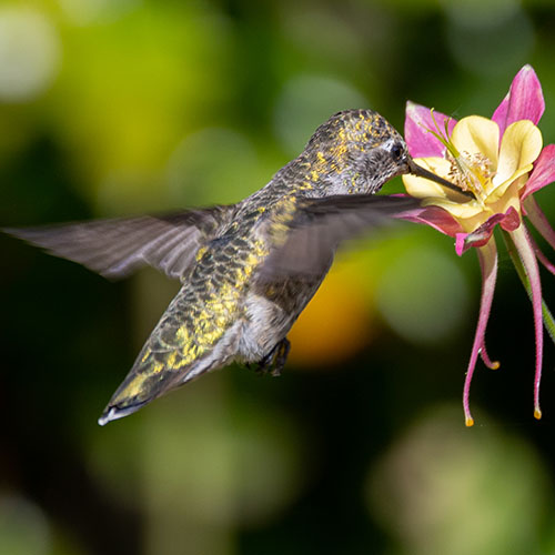 Anna's Hummingbird