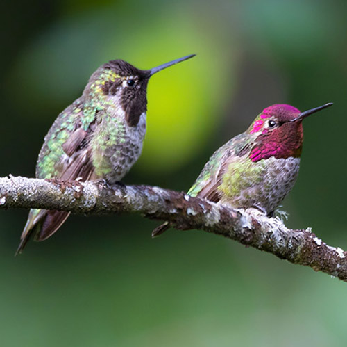 Anna's Hummingbird