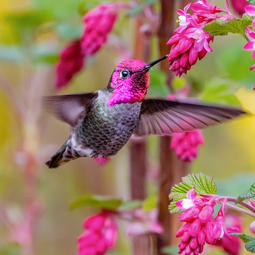 Anna's Hummingbird