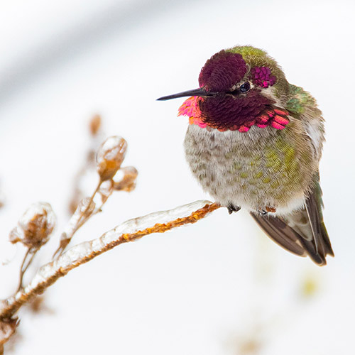 Anna's Hummingbird