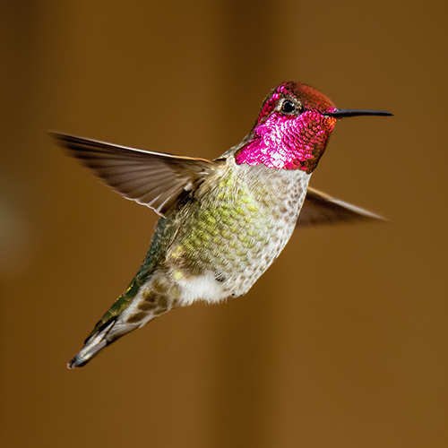 Anna's Hummingbird