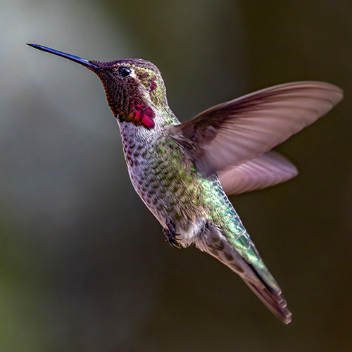 Anna's Hummingbird