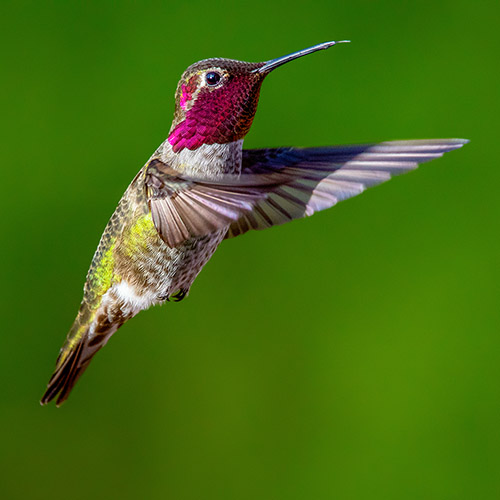 Anna's Hummingbird