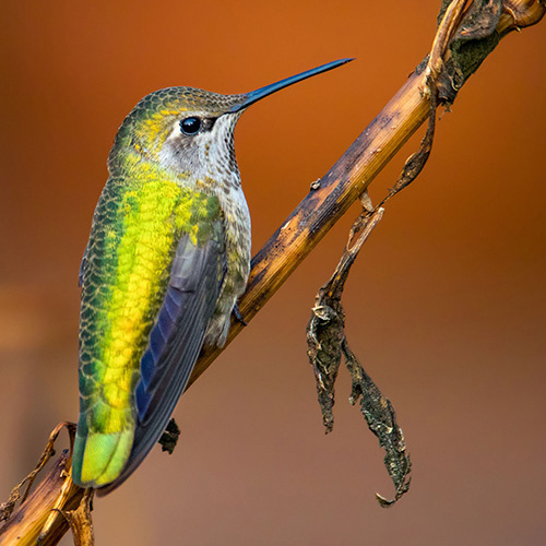 Anna's Hummingbird