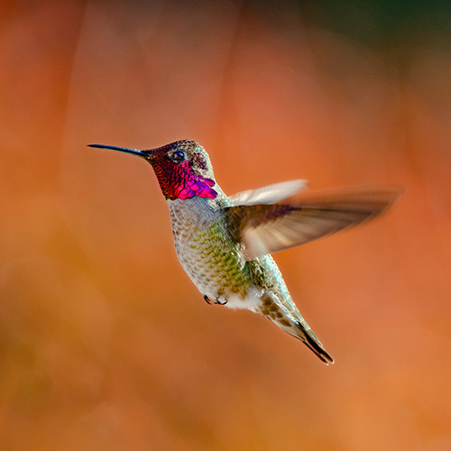 Anna's Hummingbird