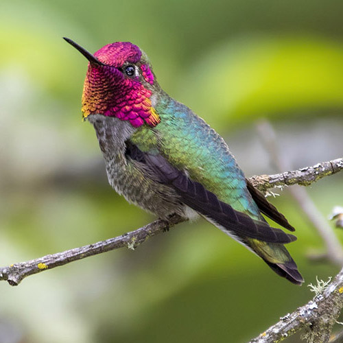 Anna's Hummingbird