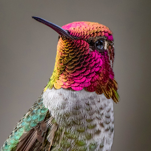 Anna's Hummingbird