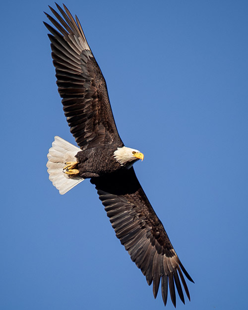 Bald Eagle