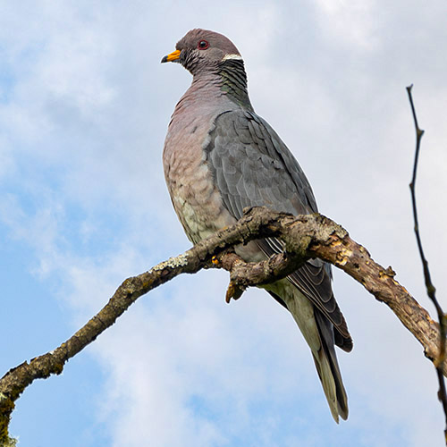 Band-tailed Pigeon