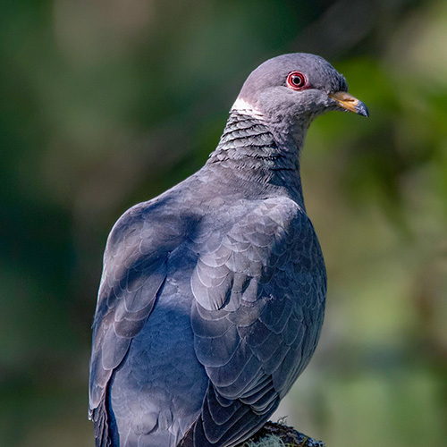 Band-tailed Pigeon