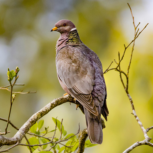 Band-tailed Pigeon