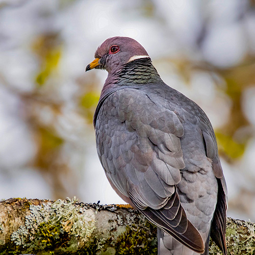 Band-tailed Pigeon