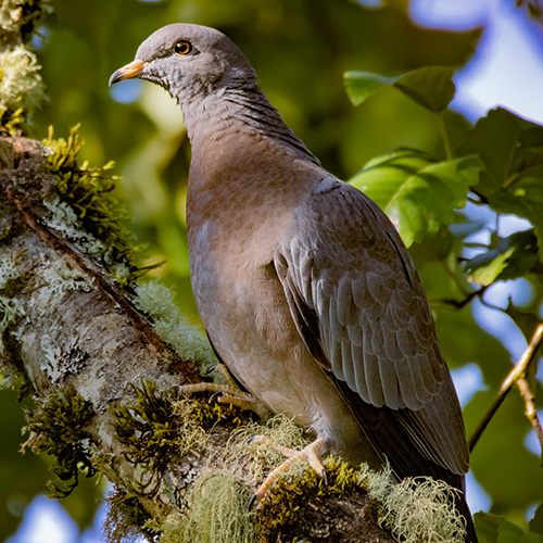 Band-tailed Pigeon