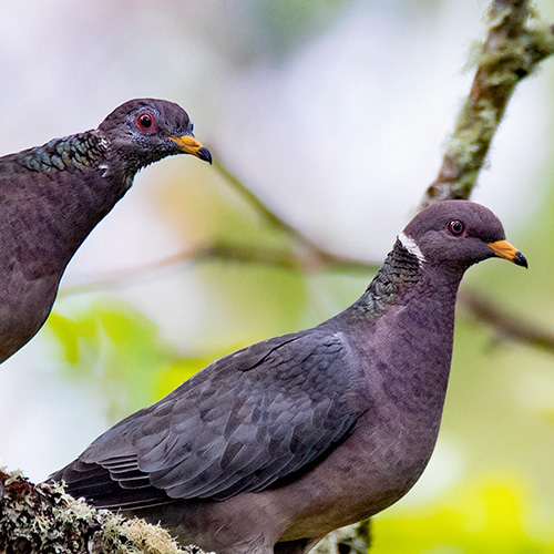 Band-tailed Pigeon