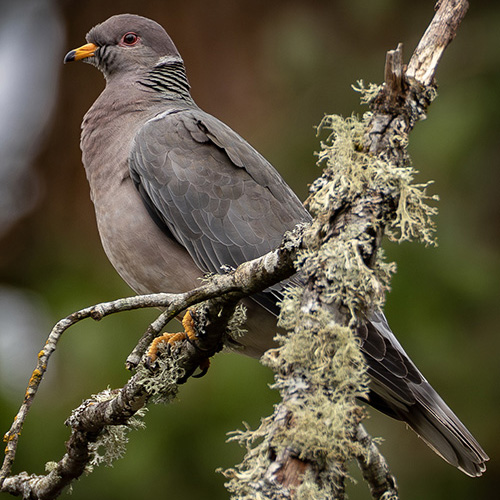 Band-tailed Pigeon