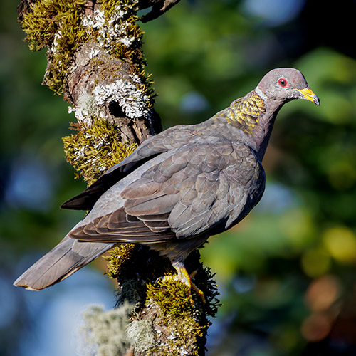 Band-tailed Pigeon