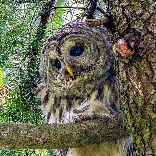 Barred Owl