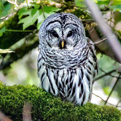 Barred Owl