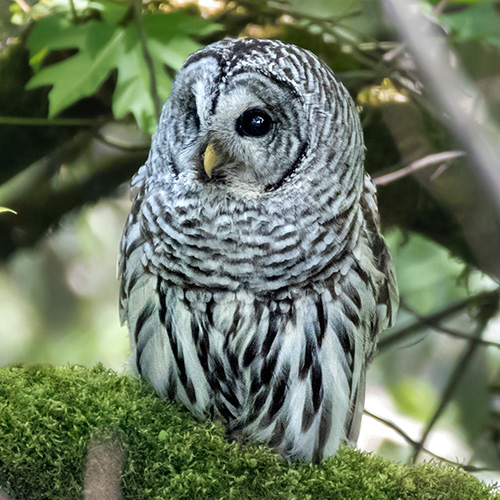 Barred Owl